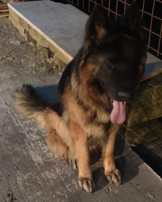 Femmina di pastore tedesco