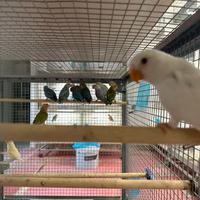 Inseparabili giovani