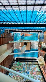 Cocorite albine pronte per la cova