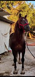 Cavallo