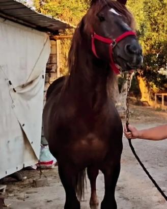 Cavallo