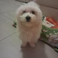 Maltese di otto mesi
