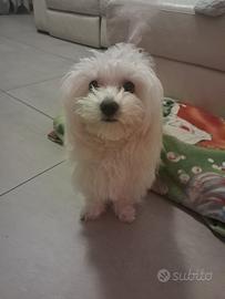 Maltese di otto mesi