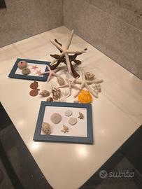 Collezione di conchiglie e stelle marine