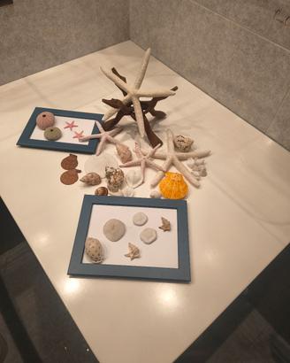 Collezione di conchiglie e stelle marine