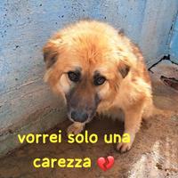 M i r a y a 2 anni taglia media E' IN CANILE