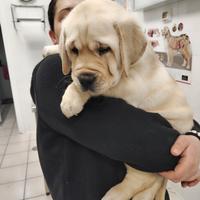 Cucciola labrador retriever colore miele con pedig