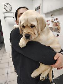 Cucciola labrador retriever colore miele con pedig