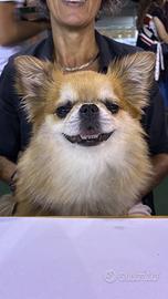 Maschio Chihuahua per accoppiamento 