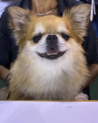 Maschio Chihuahua per accoppiamento 