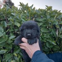 Cuccioli Pastore Tedesco