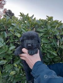 Cuccioli Pastore Tedesco