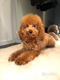 BARBONCINO TOY per accoppiamento