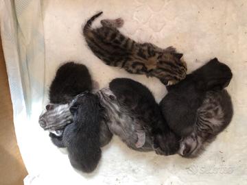 Gattini molto belli Chi è interessato