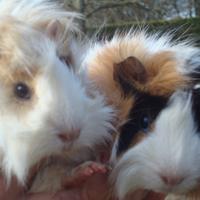 Giovani cavie a pelo riccio