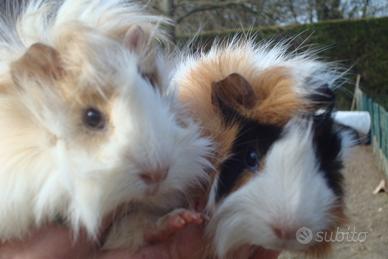 Giovani cavie a pelo riccio