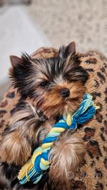Cuccioli Yorkshire Terrier pura razza 3 mesi