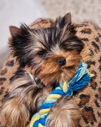 Cuccioli Yorkshire Terrier pura razza 3 mesi