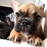 Cucciolo di Bulldog Francese