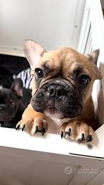 Cucciolo di Bulldog Francese