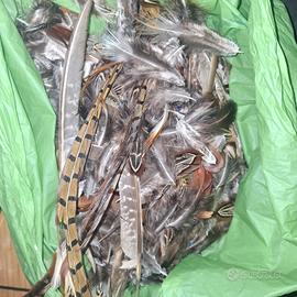 Piume fagiano naschio per fare mosche da pesca