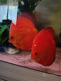 Discus