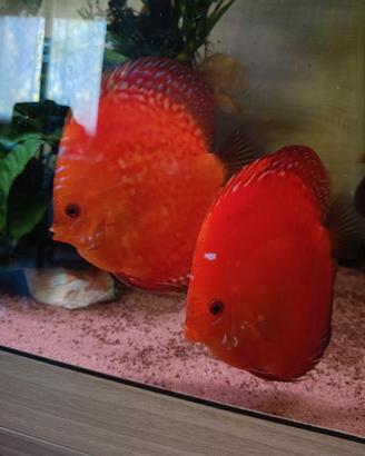 Discus