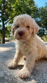 Cuccioli Lagotto romagnolo