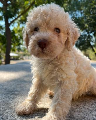 Cuccioli Lagotto romagnolo