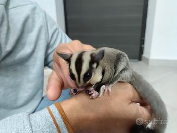 Cucciolo di petauro dello zucchero