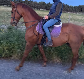 Cavallo