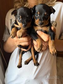 Cuccioli Pinscher Toy