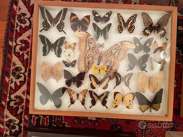 Splendida collezione di farfalle e falene esotiche