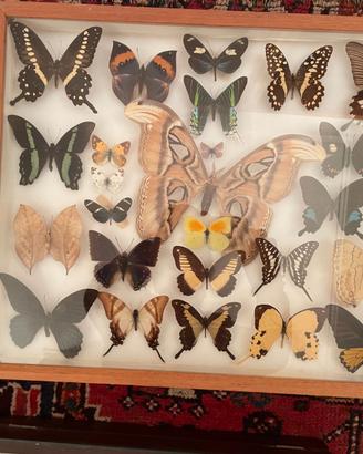 Splendida collezione di farfalle e falene esotiche
