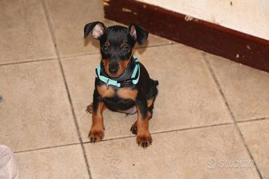 Pinscher nano
