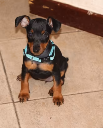 Pinscher nano
