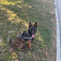 Malinois pastore belga