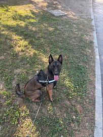 Malinois pastore belga