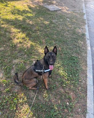 Malinois pastore belga