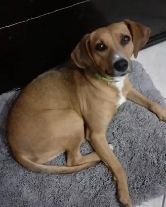 Cagnolina smarrita a Catania (Zona Policlinico)