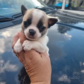 Mini mini chihuahua