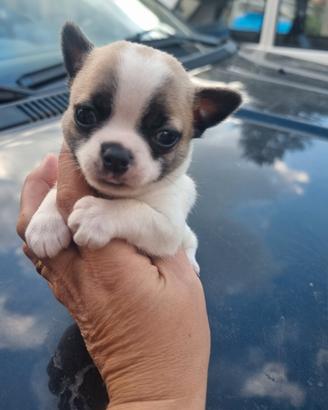 Mini mini chihuahua