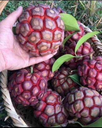 Piante di Kadsura coccinea