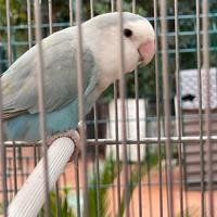 Pappagalli inseparabili