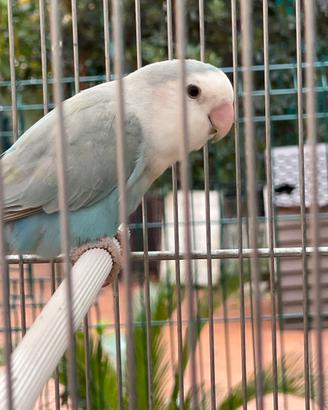 Pappagalli inseparabili