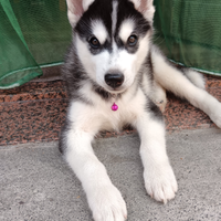 Husky femmina