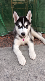 Husky femmina