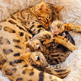 Bengal Cats puppies