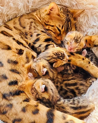 Bengal Cats puppies