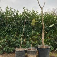 Quercia querce